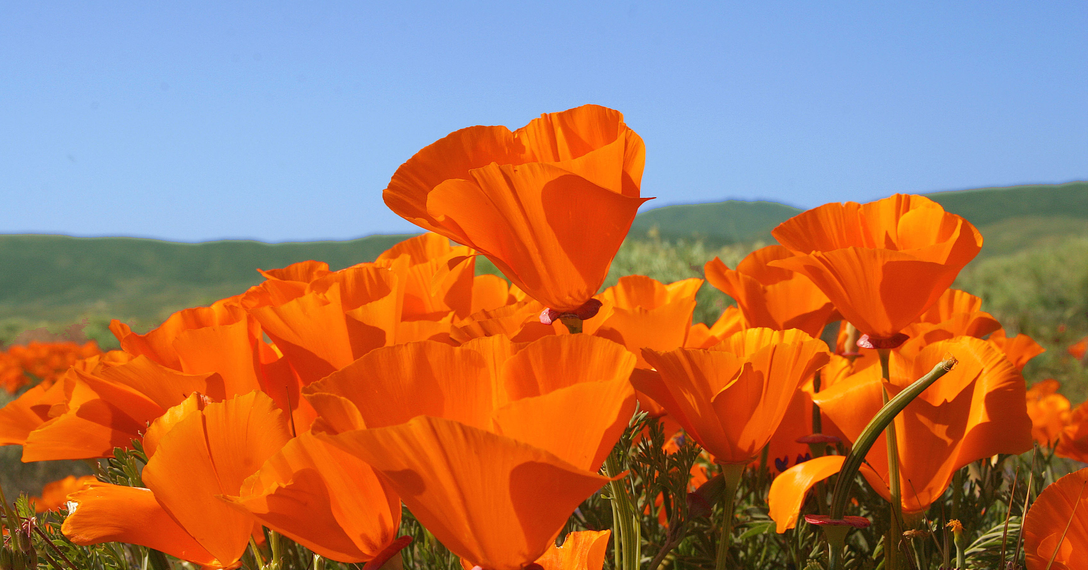 llllitl-mcdonalds-california-poppies-sean-click-flowers-viral-advertising