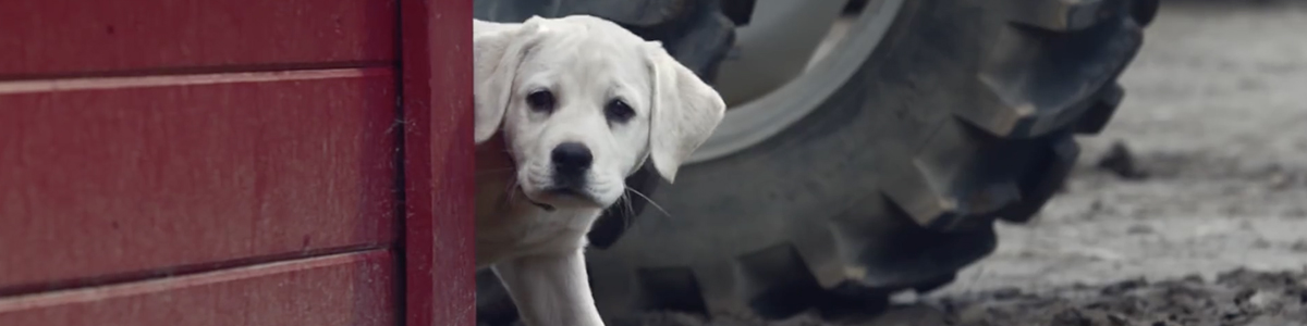 budweiser-friends-puppy-horse-lost-dog-commercial-most-viral-ads-2015