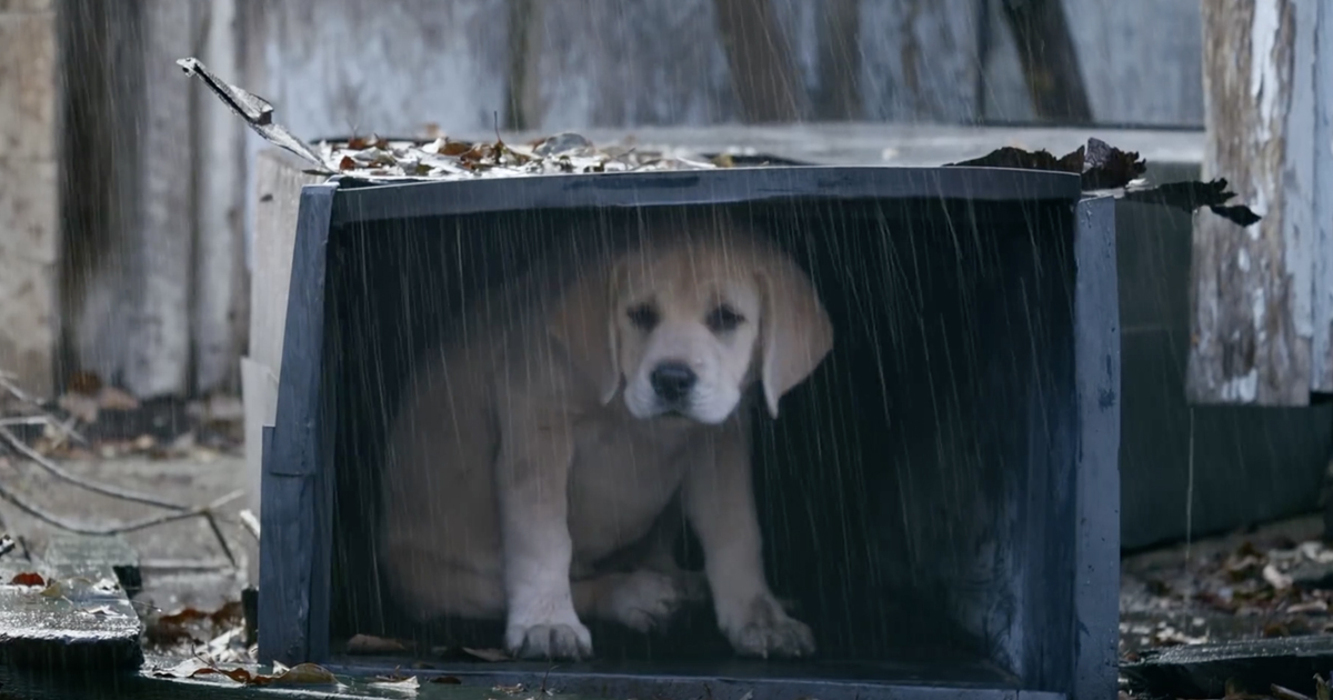 budweiser-friends-puppy-horse-lost-dog-most-viral-ads-commercials-2015